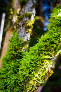 Ormanda yetişen yeşil yosunlarla kaplı ağaç dallarının dikey görüntüsü.