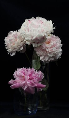 Siyah arka planda pembe ve beyaz şakayıkların dikey yakın çekimi.