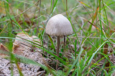 Yeşil otlarla çevrili bir vahşi Mycena mantarı.
