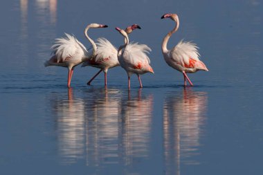Güneşli bir günde sakin bir gölde dikilen bir grup flamingo.
