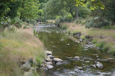 İrlanda 'da, aydınlık bir günde ormanda akan bir nehrin manzarası.