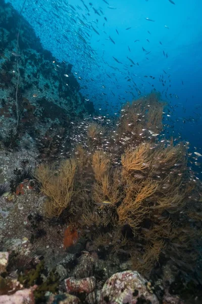 Pohled Měkký Tvrdý Korálový Útes Obklopený Rybami Při Potápění Modrým — Stock fotografie