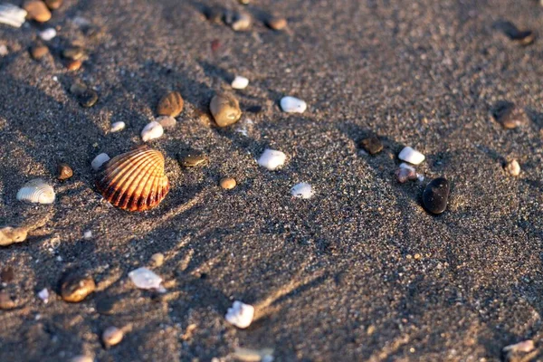 Primo Piano Conchiglie Una Spiaggia Sabbiosa All Ora Oro — Foto Stock