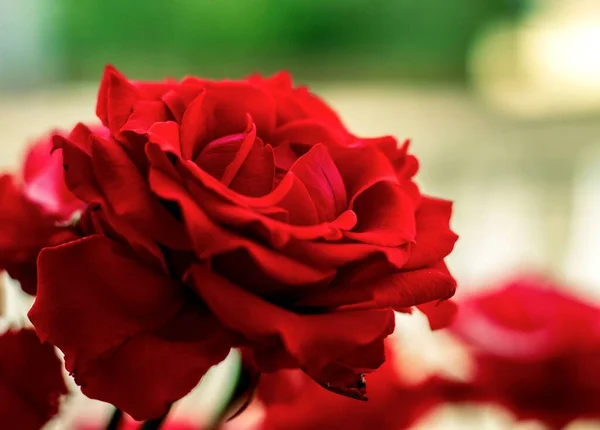 Foco Seletivo Rosas Vermelhas Crescendo Parque — Fotografia de Stock