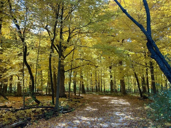 Uma Vista Panorâmica Uma Trilha Entre Árvores Outono Parque Dia — Fotografia de Stock