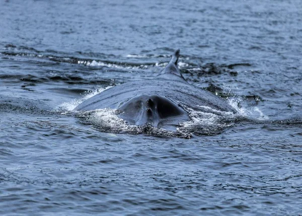 Close Back Humpback Whale Ocean — Stock Photo, Image