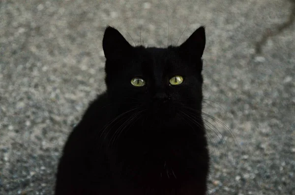 A black cat sitting on the ground looking at the camera