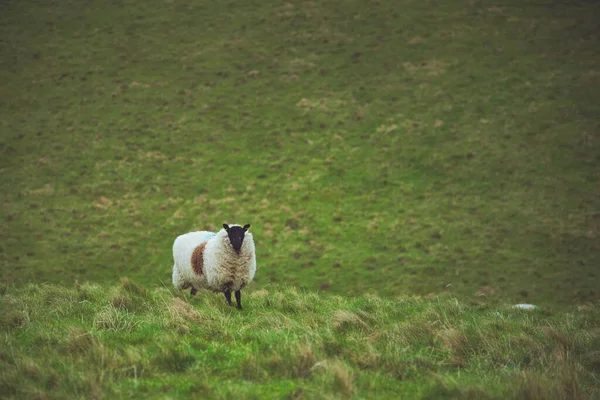 Eine Clun Fores Schafe Stehen Auf Einer Grünen Wiese — Stockfoto