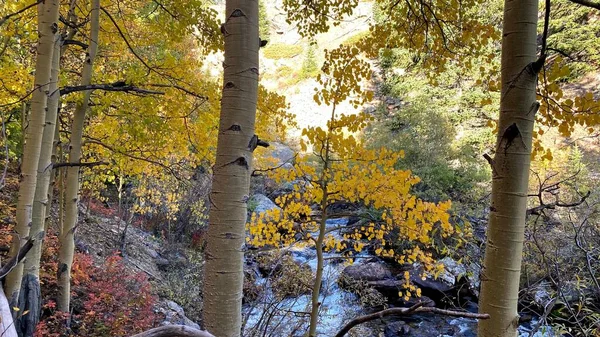 Uma Vista Natural Floresta Outonal Abyss Colorado Eua — Fotografia de Stock