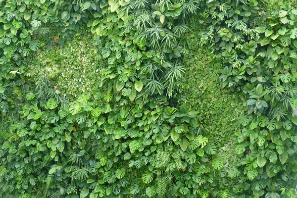 背景色とオーバーレイのための壁を覆う大きな葉を持つ鮮やかな緑のつるブッシュ — ストック写真