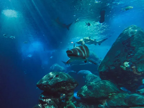 Zandtijgerhaaien Met Andere Vissen Zwemmen Blauw Water Zeedieren Het Wild — Stockfoto
