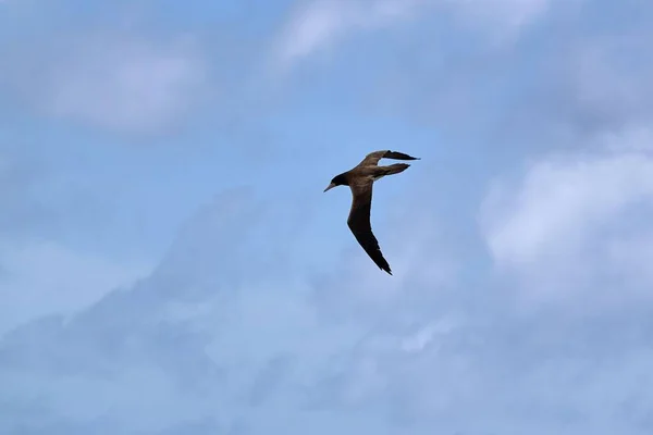 Brown Booby Flying Blue Sky Clouds — Stock Photo, Image