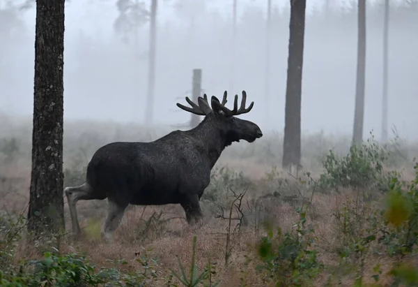 Scenic View Black Moose Walking Green Forest Foggy Day — Stock Photo, Image