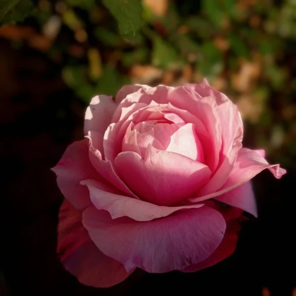 Urocza Różowa Róża Słońcu — Zdjęcie stockowe