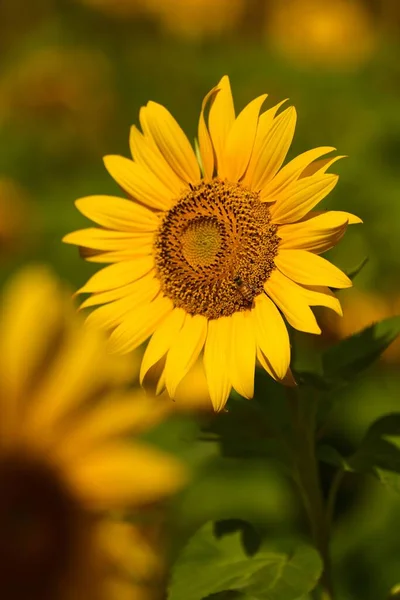 Floarea Soarelui Înflorită Izolată Fundal Neclară — Fotografie, imagine de stoc