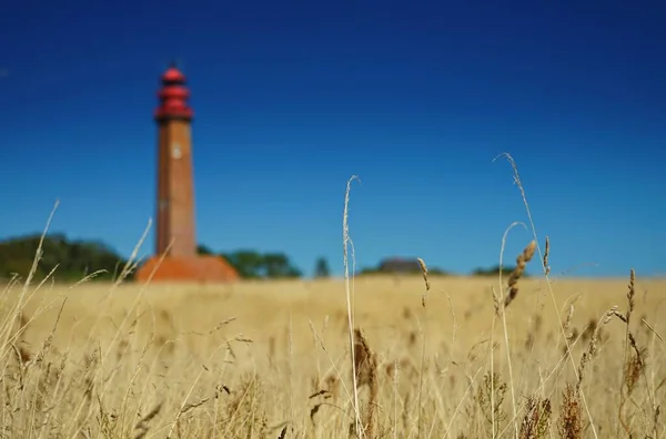 Selective Focus Wheat Field Lighthouse Background Germany — Stock Photo, Image