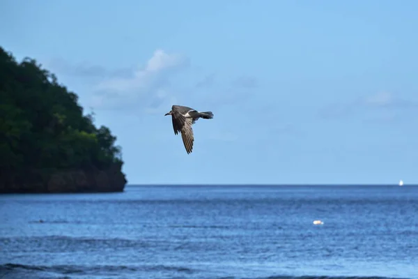 一只美丽的水鸟飞过蓝色的海水 — 图库照片
