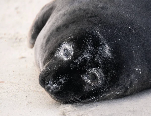 Een Close Van Zwarte Mollige Weddell Zeehond Liggend Zandstrand — Stockfoto