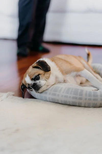 Brown White Pug Dog Lying Its Soft Bed — Stock Photo, Image