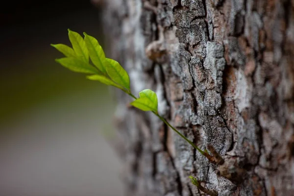 Krásný Detailní Záběr Rostliny Rostoucí Stromě — Stock fotografie