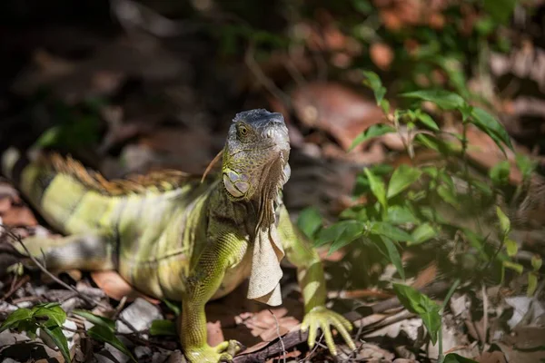 Primer Plano Una Iguana Descansando Rodeada Vegetación Hojas — Foto de Stock