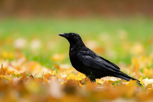 Крупный План Черного Ворона Сидящего Поле Опавшими Листьями — стоковое фото