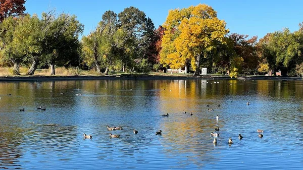 鬱蒼とした秋の木々に囲まれた湖の空中風景 — ストック写真