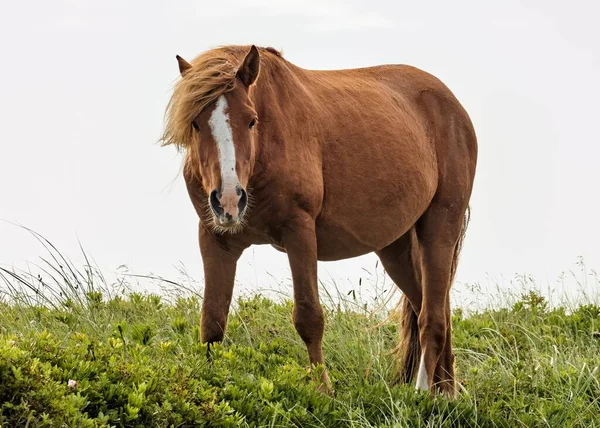 一幅美丽的棕色马的风景画在乡间的田野上吃草 — 图库照片