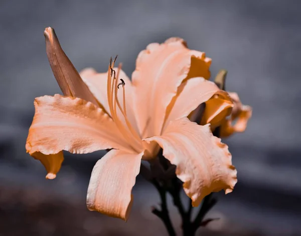 Eine Nahaufnahme Einer Schönen Orangen Lilienblüte Voller Blüte — Stockfoto
