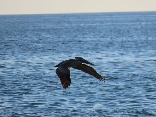 Калифорнийский Коричневый Пеликан Летящий Над Морем Возле Пляжа Сан Диаго — стоковое фото