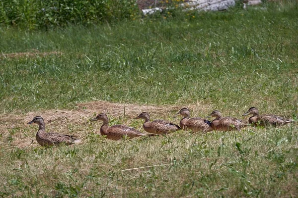 Uma Família Patos Marmoreados Bonitos Andando Uma Fileira Campo Dia — Fotografia de Stock