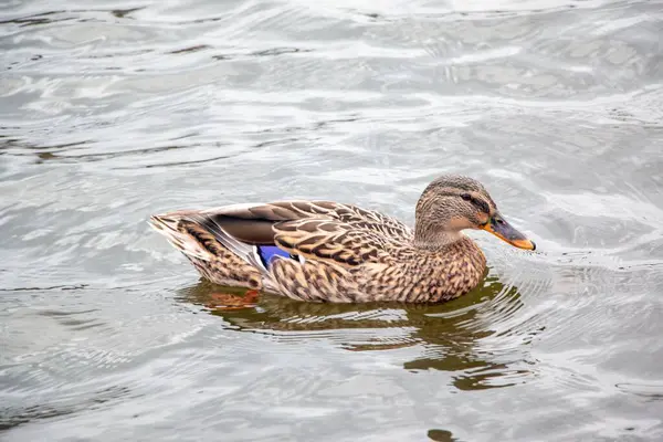 Closeup Shot Brown Mallard Duck Swimming Pond Surface — Stock Photo, Image