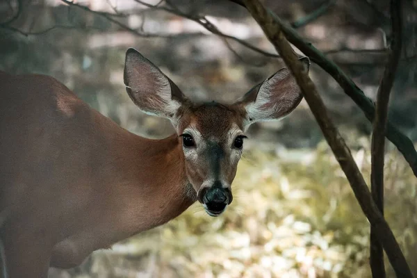 森林里一只鹿望着摄像机的特写镜头 — 图库照片
