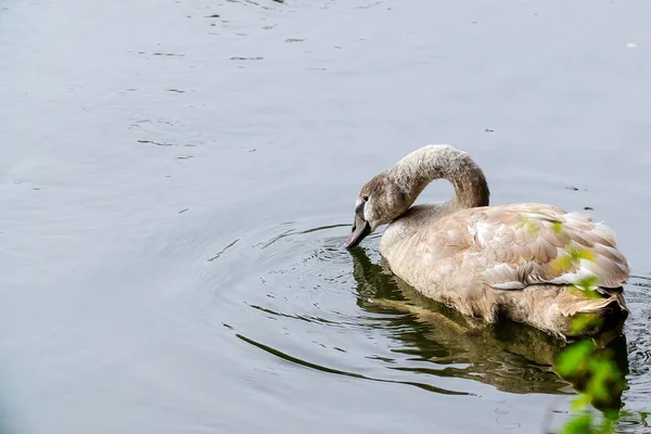 Hermoso Cisne Gris Joven Nadando Las Tranquilas Aguas Del Lago — Foto de Stock