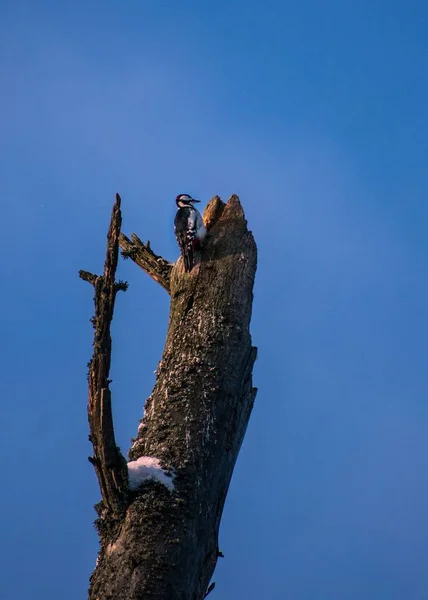 Disparo Vertical Pájaro Carpintero Posado Sobre Árbol Madera Dañado Fondo — Foto de Stock