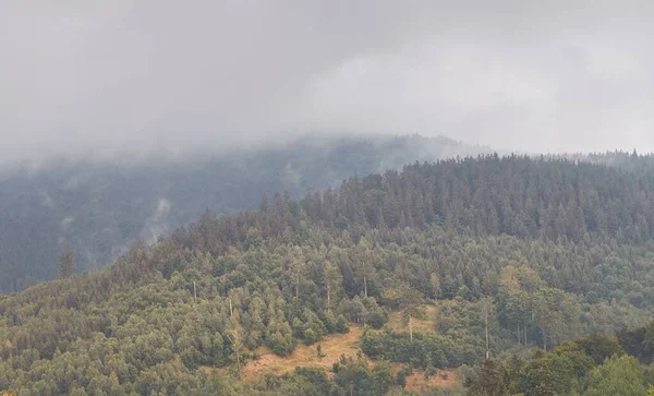 Hermoso Bosque Verde Tiempo Brumoso Niebla Para Fondos Pantalla Fondos —  Fotos de Stock