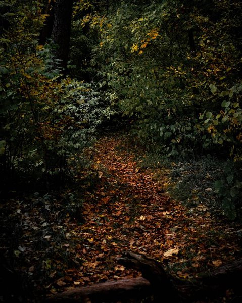 A vertical shot of a narrow path covered in leaves in a forest
