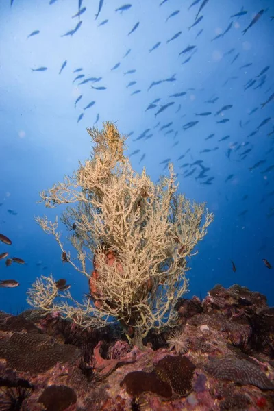 背景是深蓝色海的彩色软珊瑚的垂直照片 — 图库照片