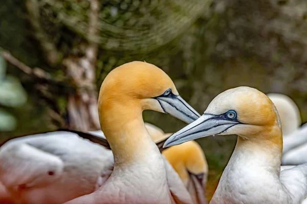 Aves Gansos Norte Morus Bassanus Parque — Fotografia de Stock