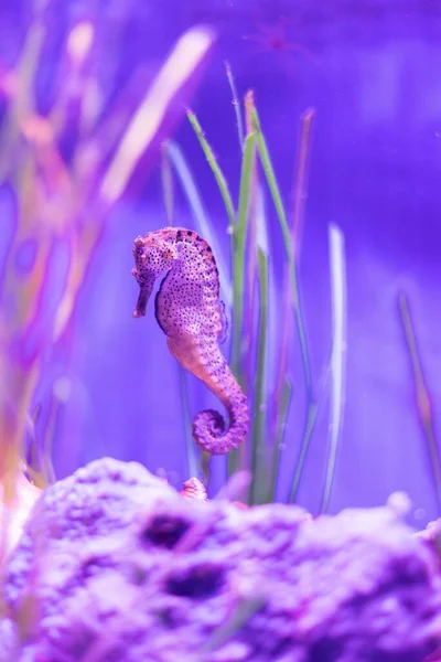 Eine Vertikale Aufnahme Eines Seepferdchens Einem Aquarienbecken — Stockfoto