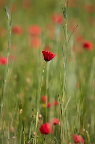德国巴伐利亚州Moos市Isar河附近的草地上一缕罂粟野花 — 图库照片