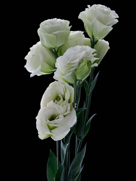 Tiro Vertical Buquê Rosas Brancas Com Folhas Verdes Isoladas Fundo — Fotografia de Stock