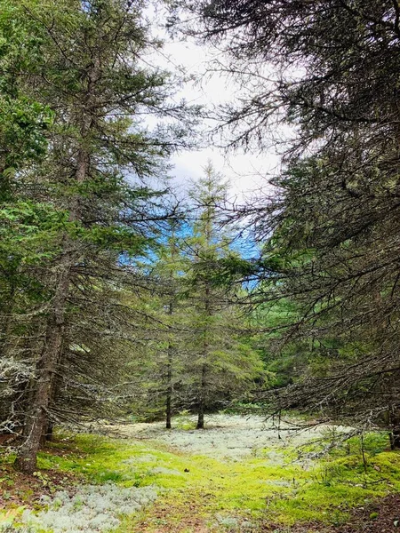 Tiro Vertical Pinheiros Verdes Uma Floresta Dia Nublado — Fotografia de Stock