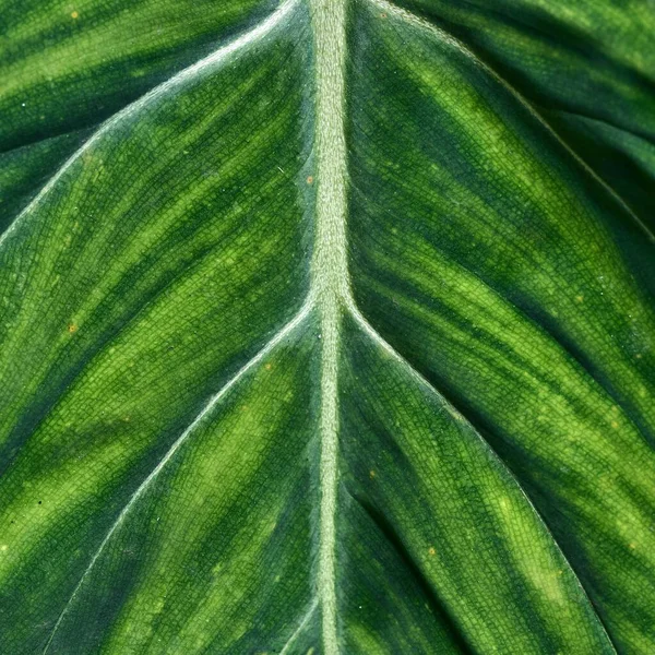 Tiro Macro Uma Textura Folha Verde — Fotografia de Stock