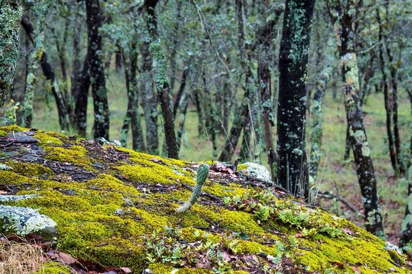 Tiro Perto Cacto Floresta — Fotografia de Stock