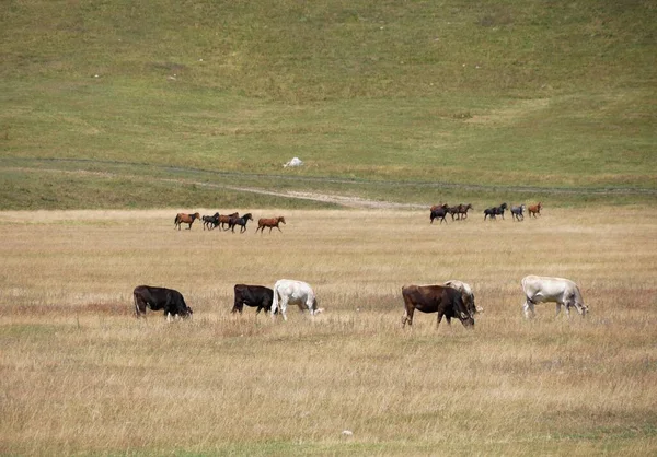 Вид Воздуха Выпас Коров Поле Фоне Лошадей — стоковое фото