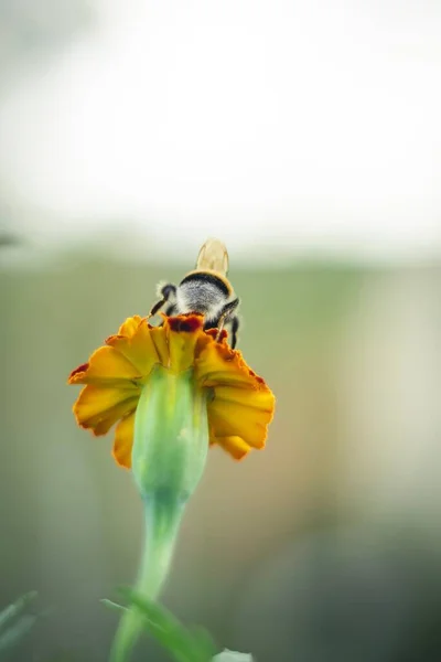 Pionowe Zbliżenie Trzmiela Zapylającego Żółty Kwiat — Zdjęcie stockowe
