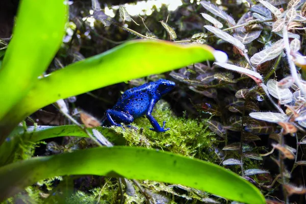 Zbliżenie Zdjęcia Trującej Niebieskiej Żaby Strzałkowej Siedzącej Skrawku Mchu — Zdjęcie stockowe