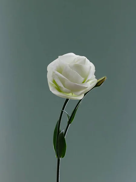 Vertical Shot White Lisianthus Flower Green Leaves Isolated Plain Background — Stock Photo, Image