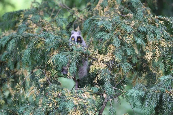 Ormandaki Bir Ağaçta Yaprakların Arkasında Saklanan Güzel Uzun Kulaklı Baykuşun — Stok fotoğraf